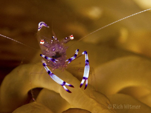 Anemone Shrimp. G9/DS160s/Stacked UCL165s. by Richard Witmer 